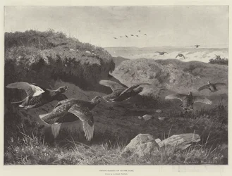 Grouse Gliding up to the Guns